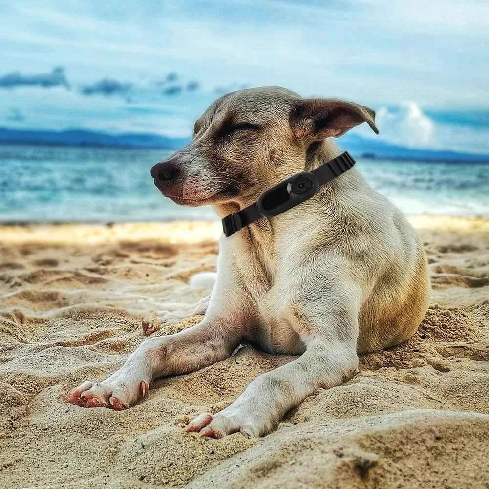 HD 1080P Haustier-Kamera Halsband – Ohne WLAN | Kamera für Hunde & Katzen | Sport- & Action-Cam zur Videoaufnahme unterwegs PawPaw